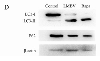 Zhu Chengke,et al-1.png