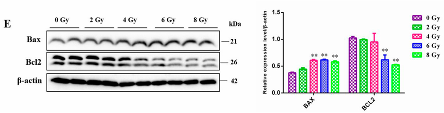 Cheng Yunyun,et al-2.png