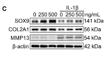 Li Tiancheng,et al-1.png