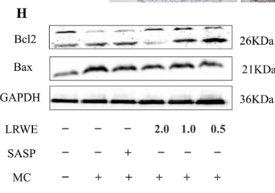 Wang Yingying,et al-6.png