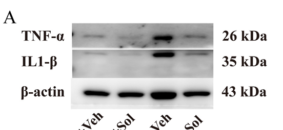 Wang Yuanyuan,et al-1.png