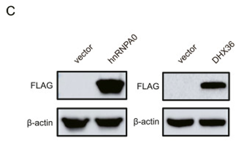 Liu Chao,et al-1.png