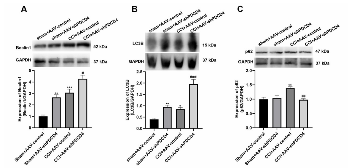 Zhang Ting,et al-2.png