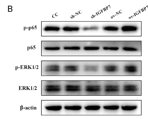 Wang Jinqing,et al-5.png