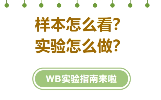 wb实验.png