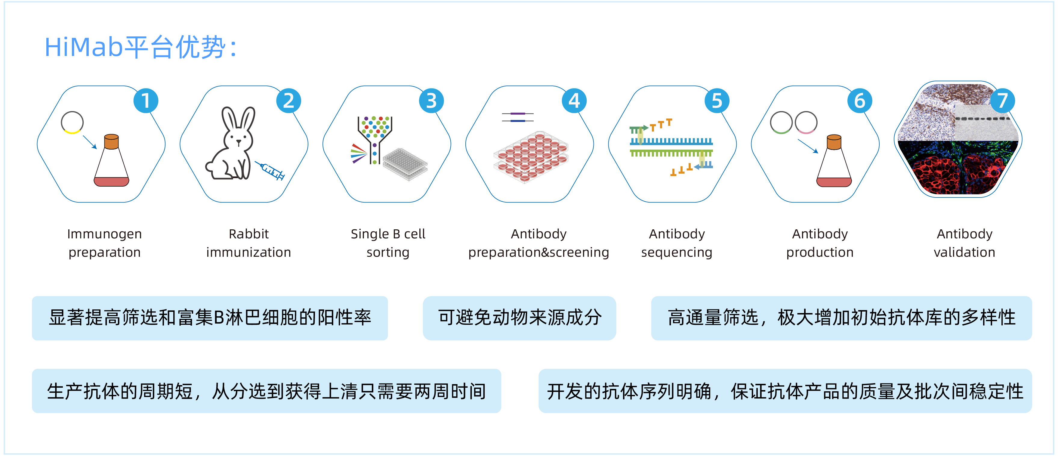 组兔单抗 & 重组鼠单抗