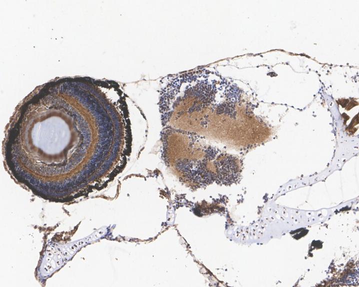 SDHA Recombinant Rabbit Monoclonal Antibody
