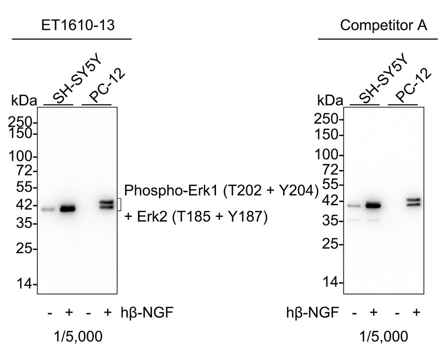 Phospho-Erk1 (T202 + Y204) + Erk2 (T185 + Y187) Recombinant Rabbit Monoclonal Antibody