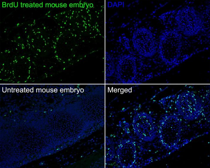 GST Mouse Monoclonal Antibody