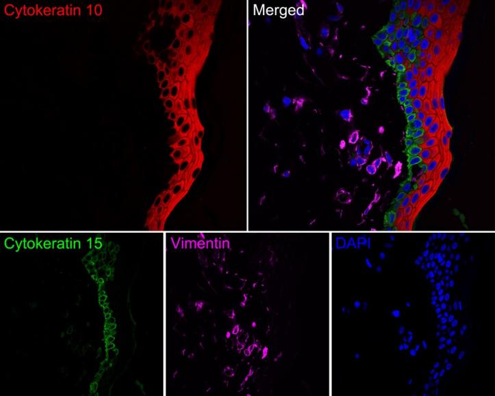 iFluor™ 488 Conjugated BrdU Recombinant Rabbit Monoclonal Antibody
