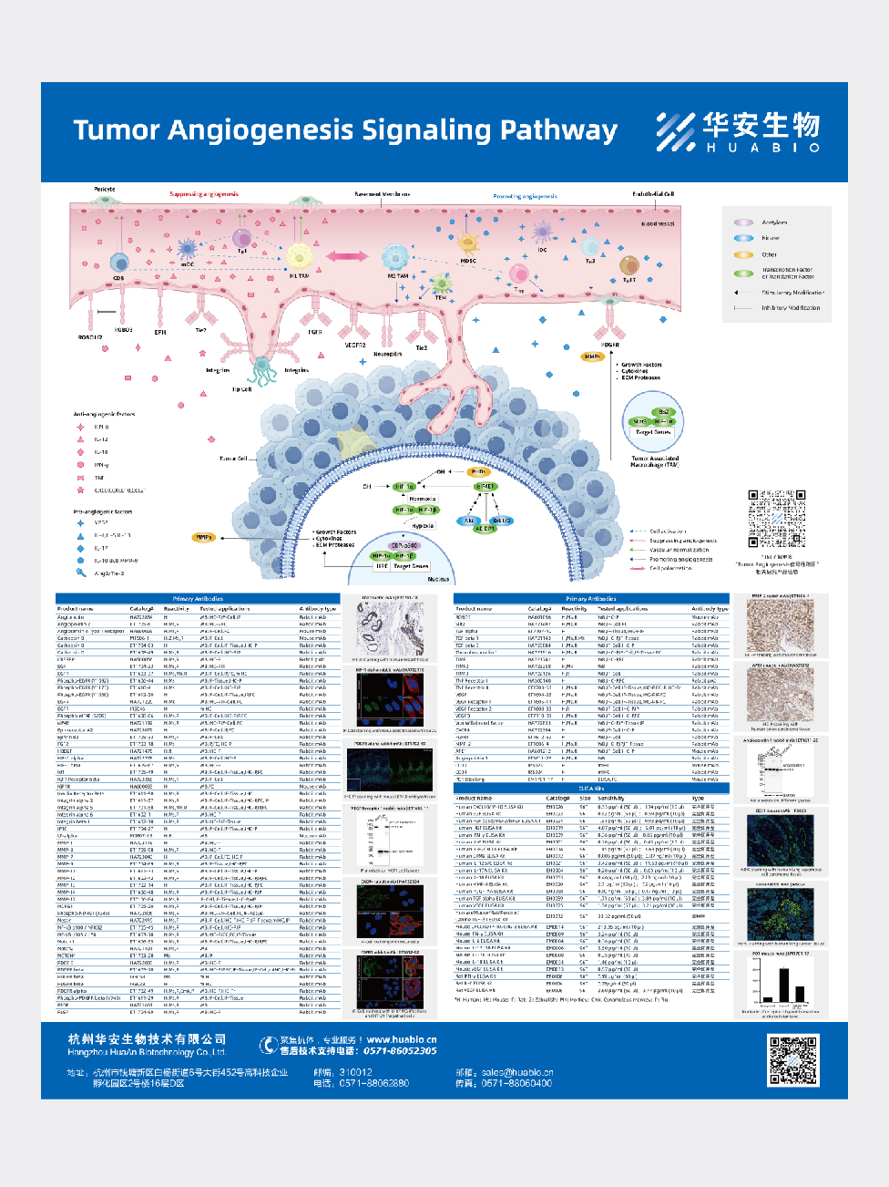 Tumor Angiogenesis Signaling Pathway