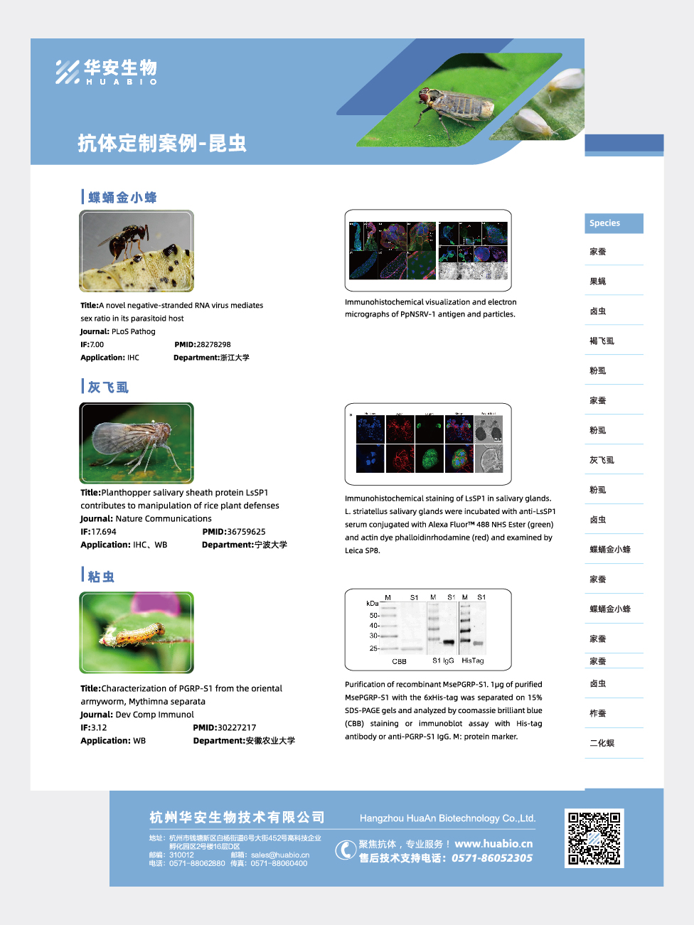 抗体定制案例昆虫