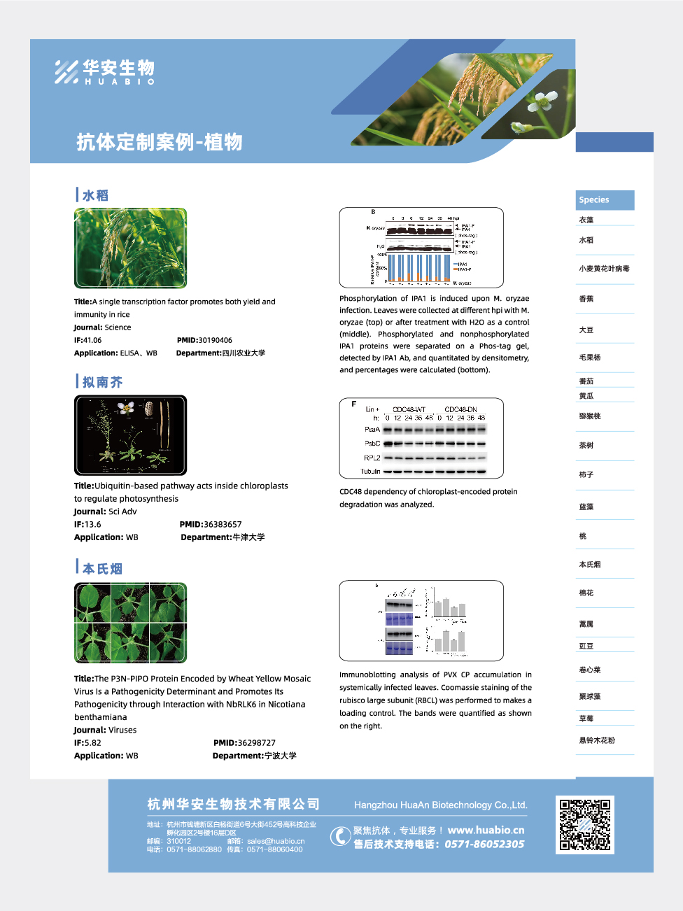 抗体定制案例植物