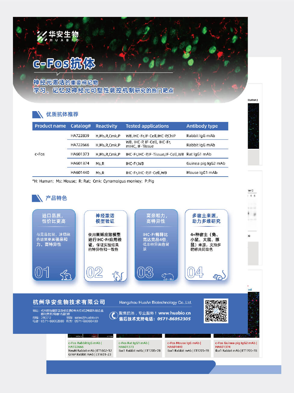 c-Fos抗体