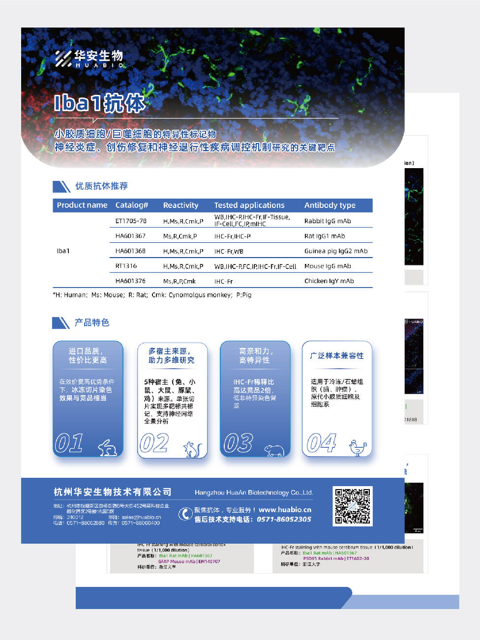 Iba1抗体