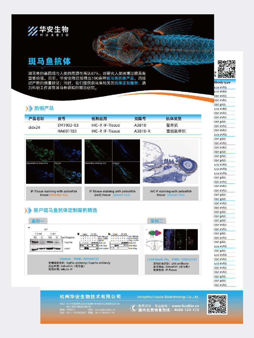 斑马鱼抗体