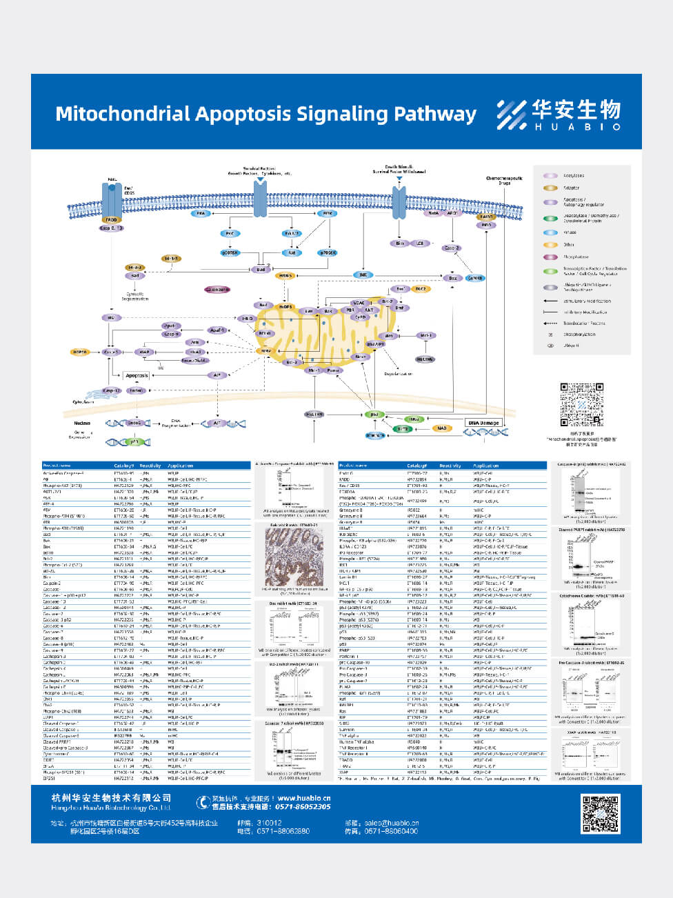 Mitochondrial Apoptosis Signaling Pathway