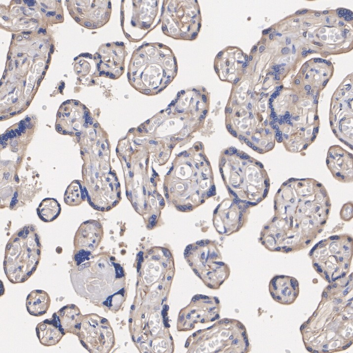 DNAJC5 Recombinant Rabbit Monoclonal Antibody [PSH24-38]