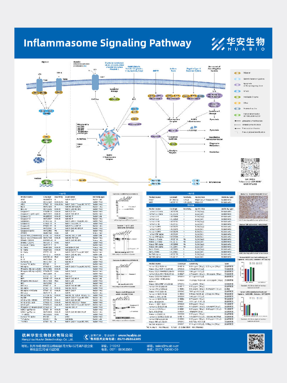 Inflammasome Signaling Pathway