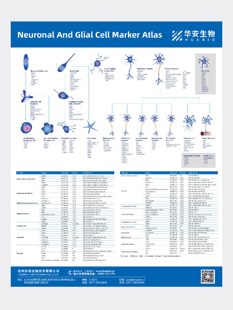 Neuronal And Glial Cell Marker Atlas