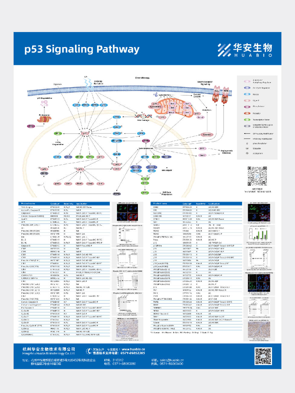 p53 Signaling Pathway