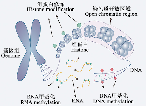 Small Size, Big Impact: Uncovering the Advantages of Nanobodies