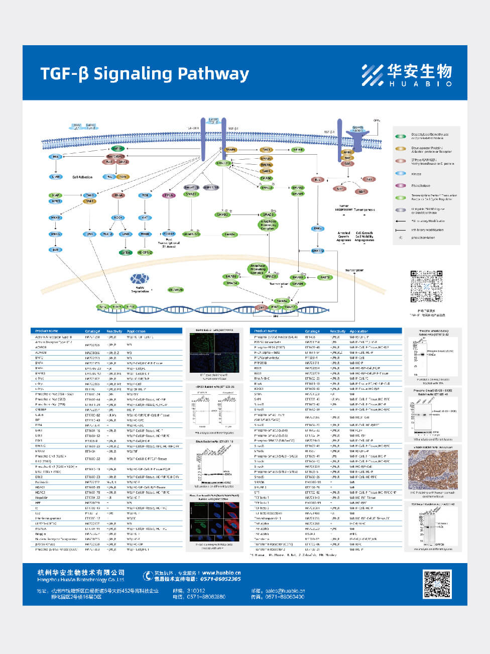 TGF-β Signaling Pathway