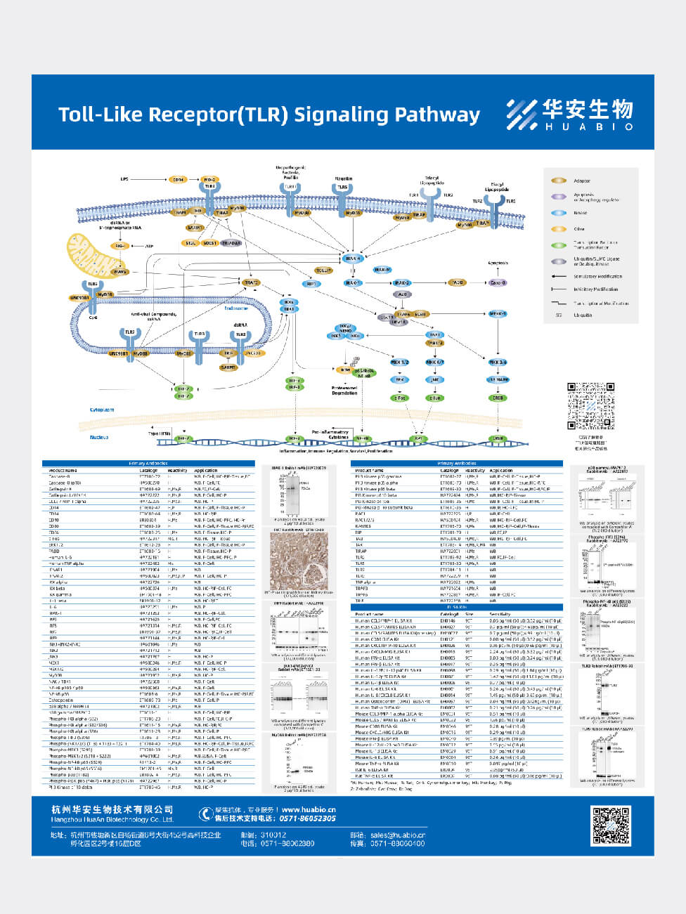 Toll-Like Receptor(TLR) Signaling Pathway