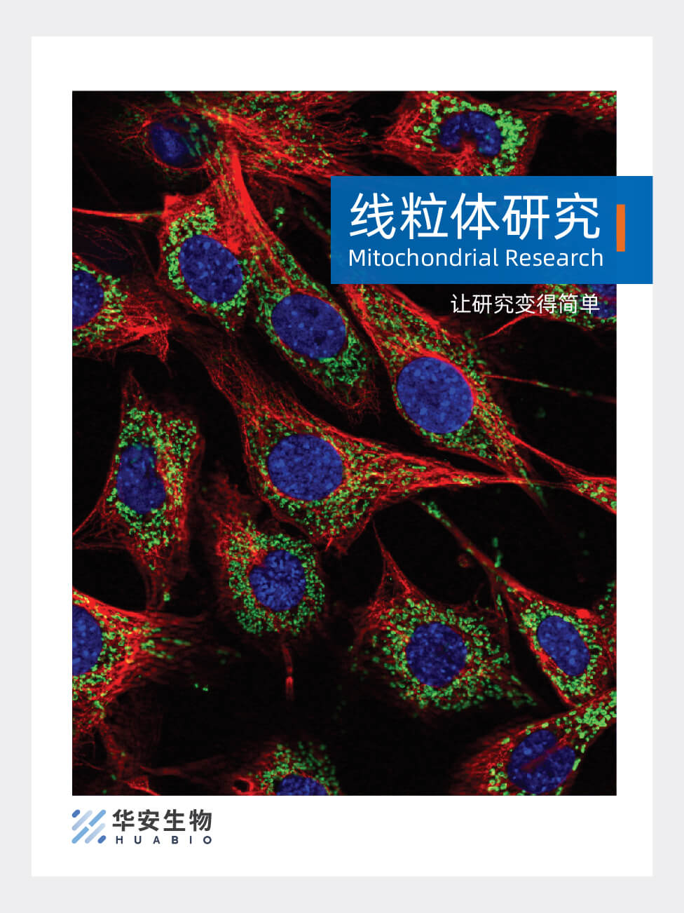 线粒体研究