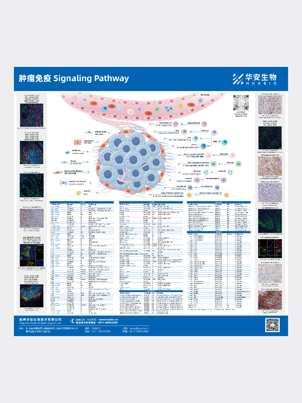 肿瘤免疫 Signaling Pathway