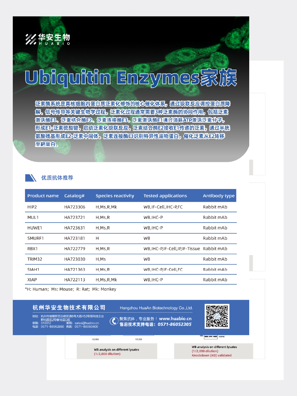 Ubiquitin&Proteasome家族抗体