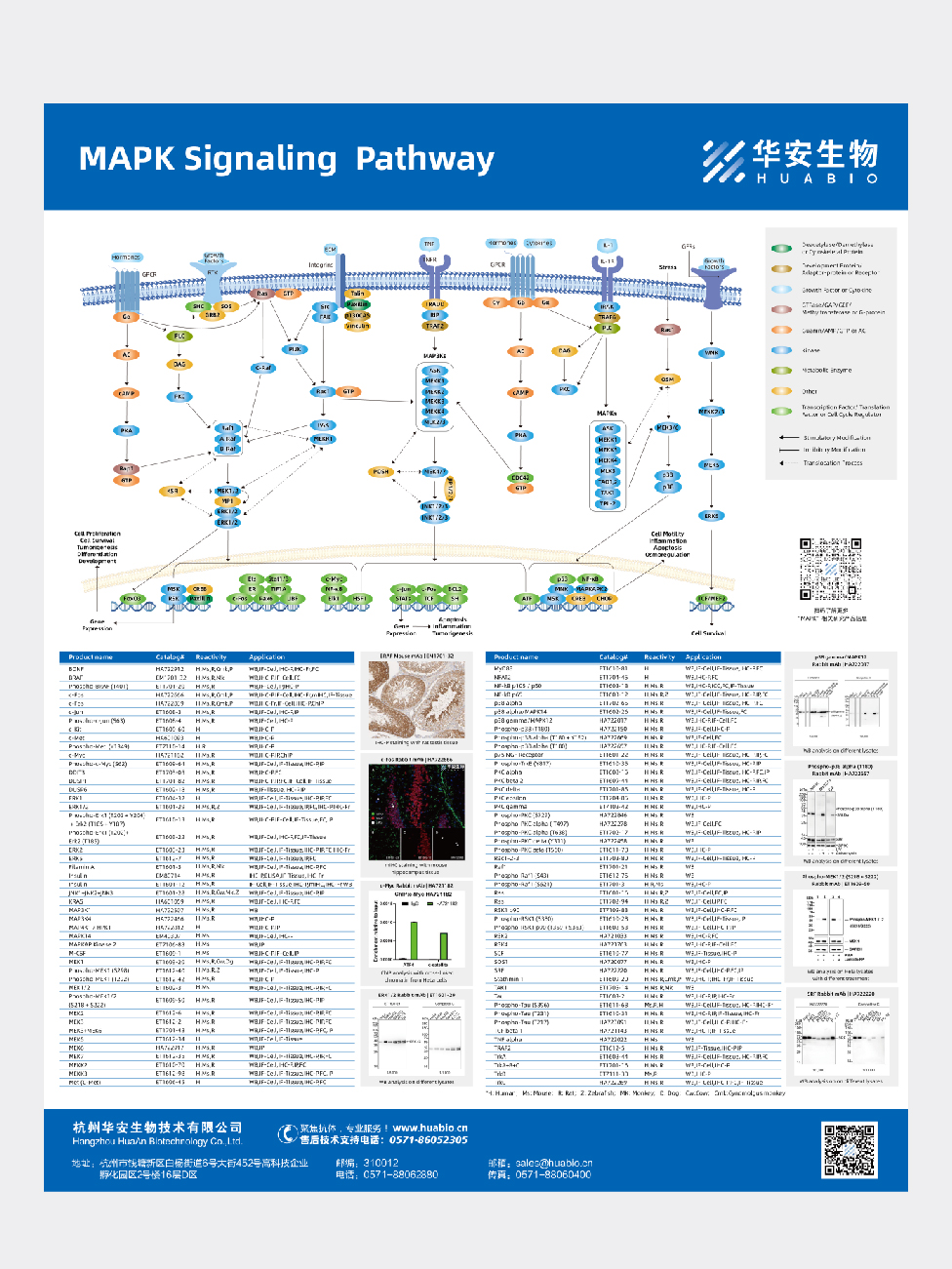 MAPK Signaling Pathway
