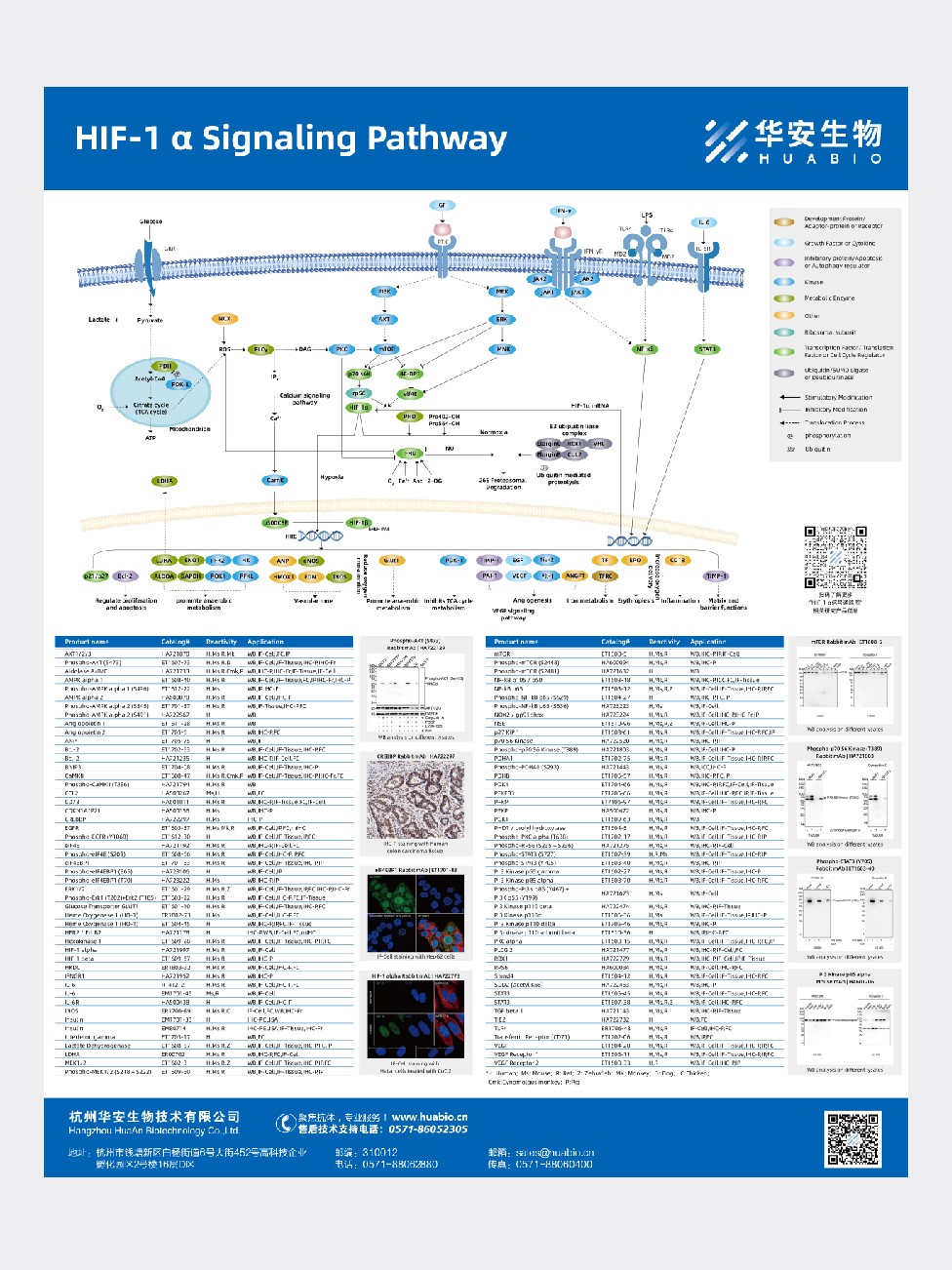 HIF-1 alpha Signaling  Pathway