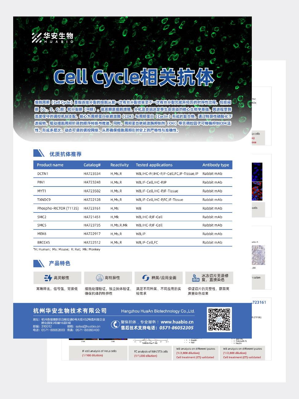 Cell Cycle相关抗体