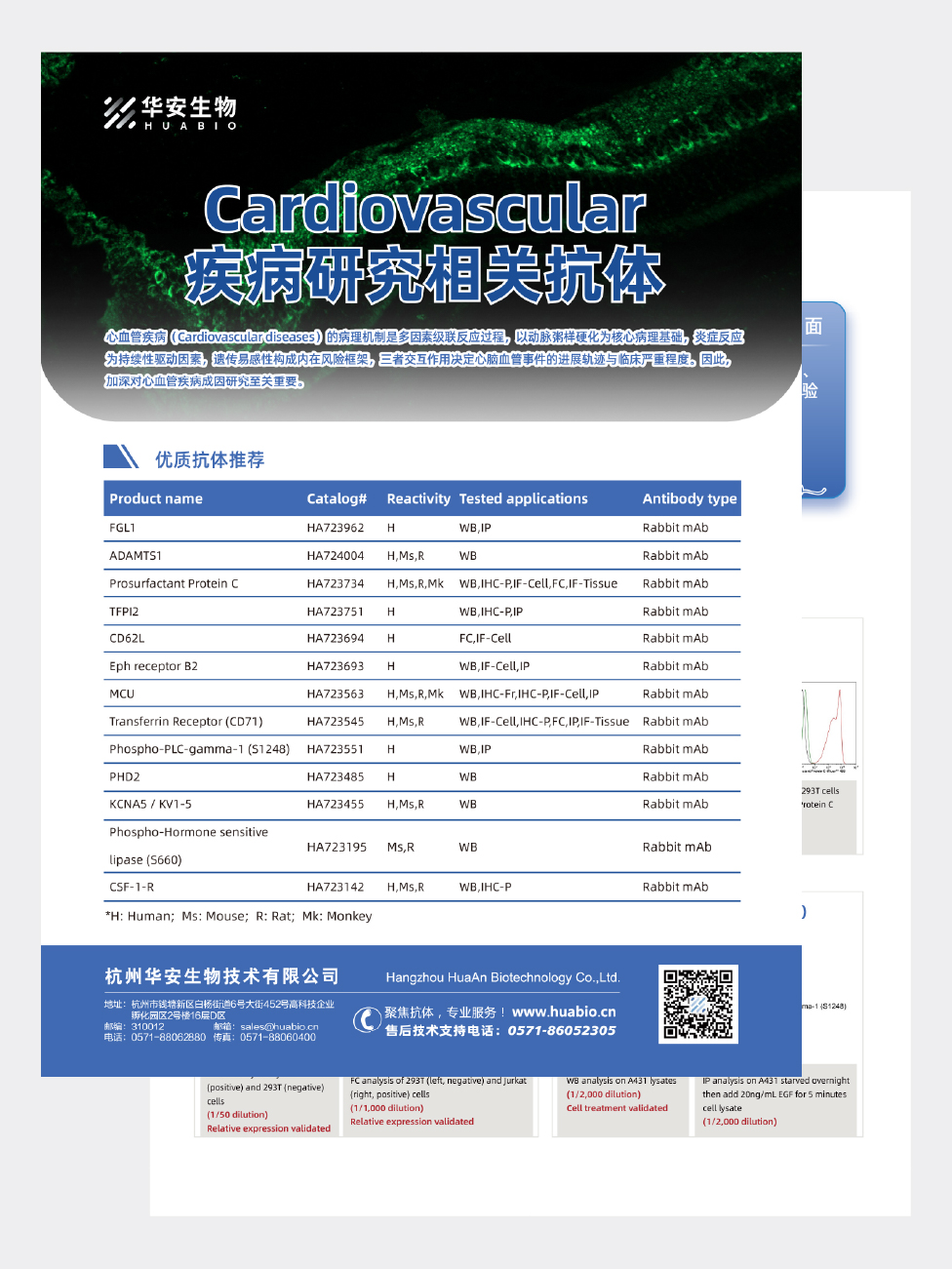 Cardiovascular疾病研究相关抗体
