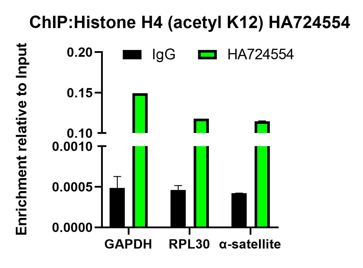 Histone H4 (acetyl K12) Recombinant Rabbit Monoclonal Antibody [PSH25-67]