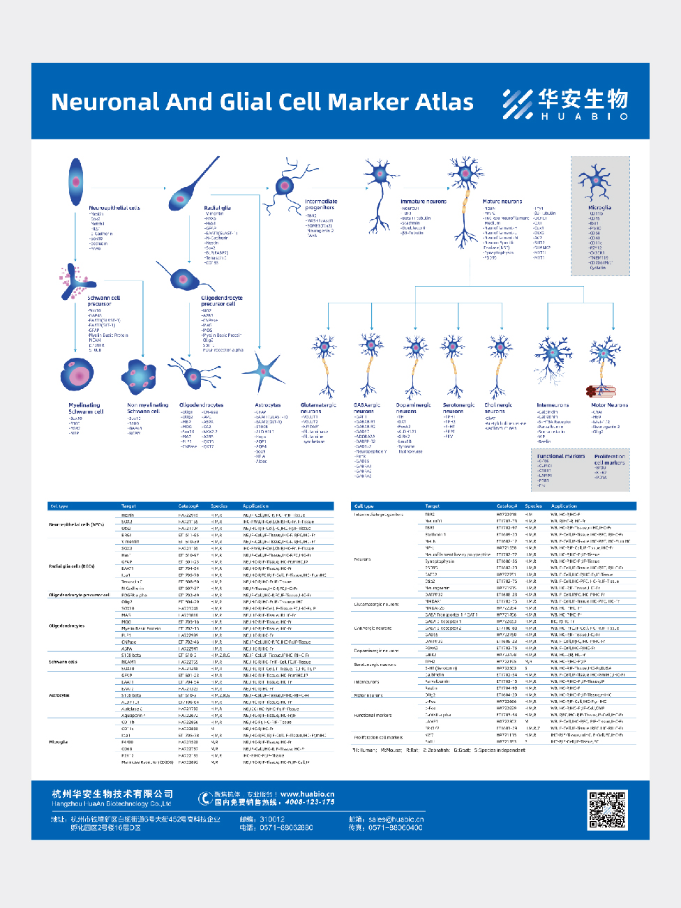 Neuronal And Glial Cell Marker Atlas