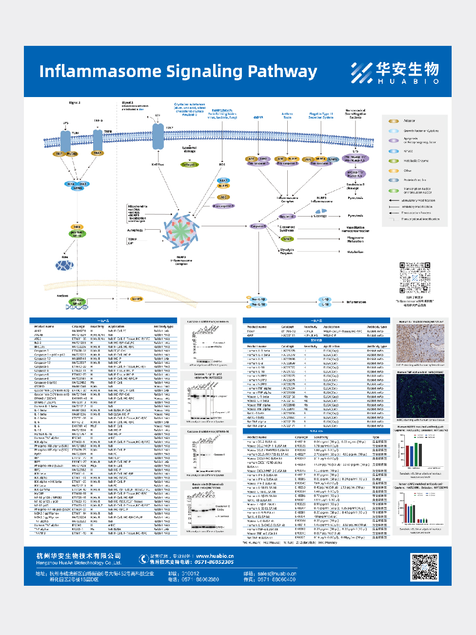 Inflammasome Signaling Pathway