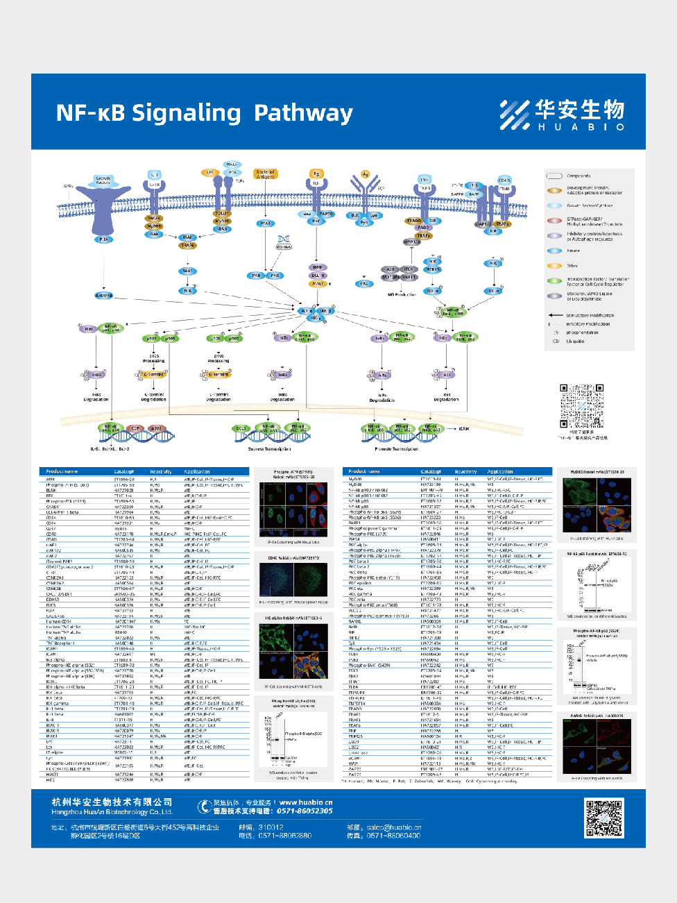 NF-kB Signaling  Pathway