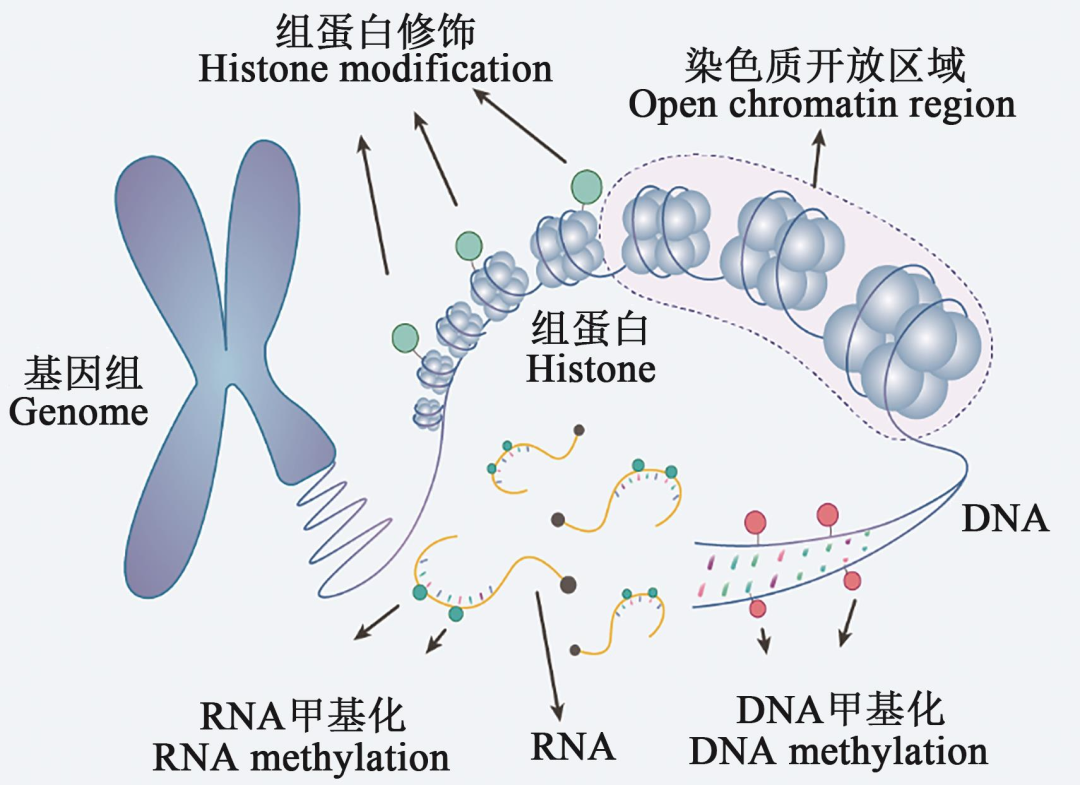 Small Size, Big Impact: Uncovering the Advantages of Nanobodies