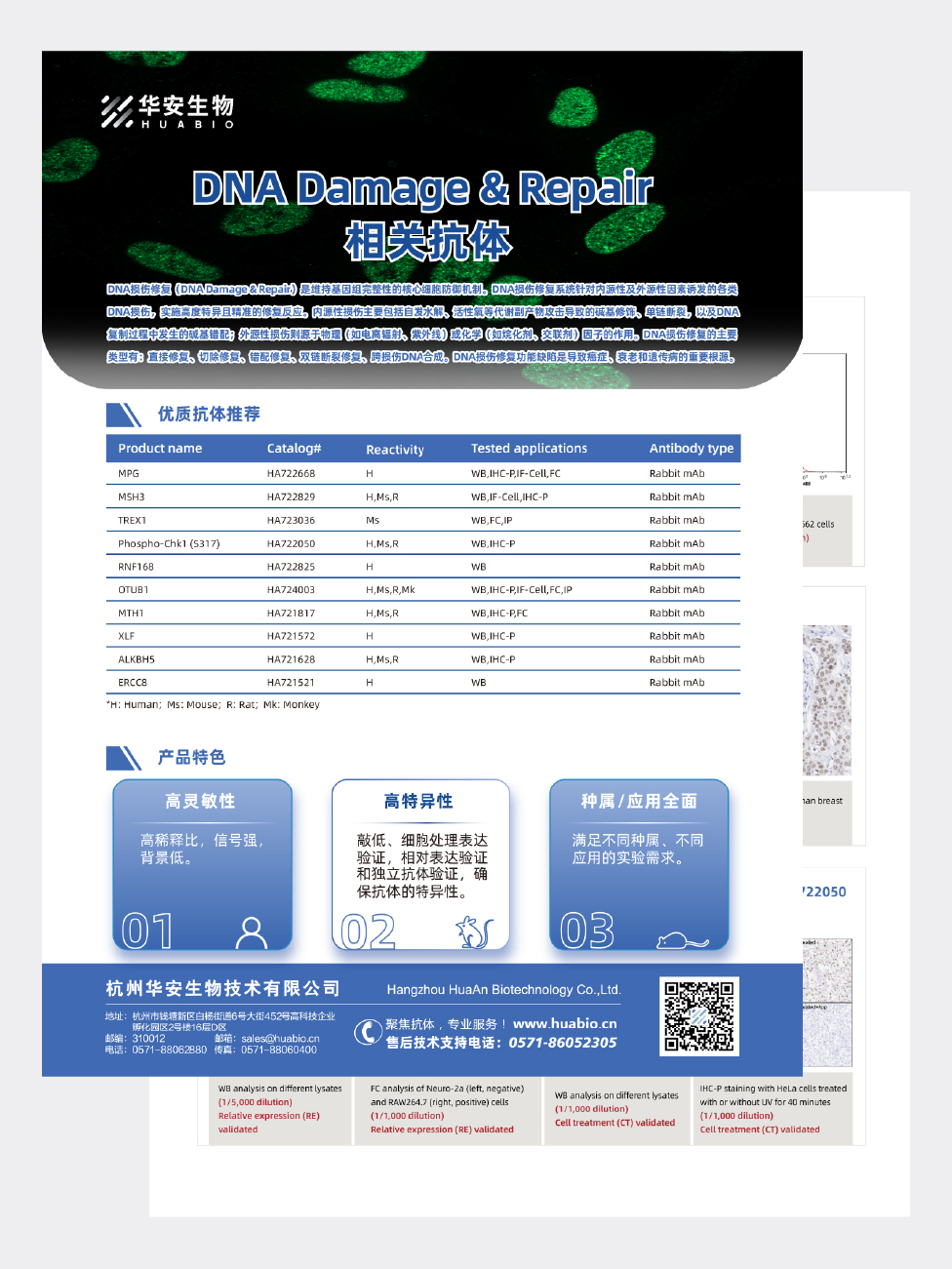 DNA Damage & Repair相关抗体