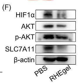 Liang Xiaoliu,et al-4.png