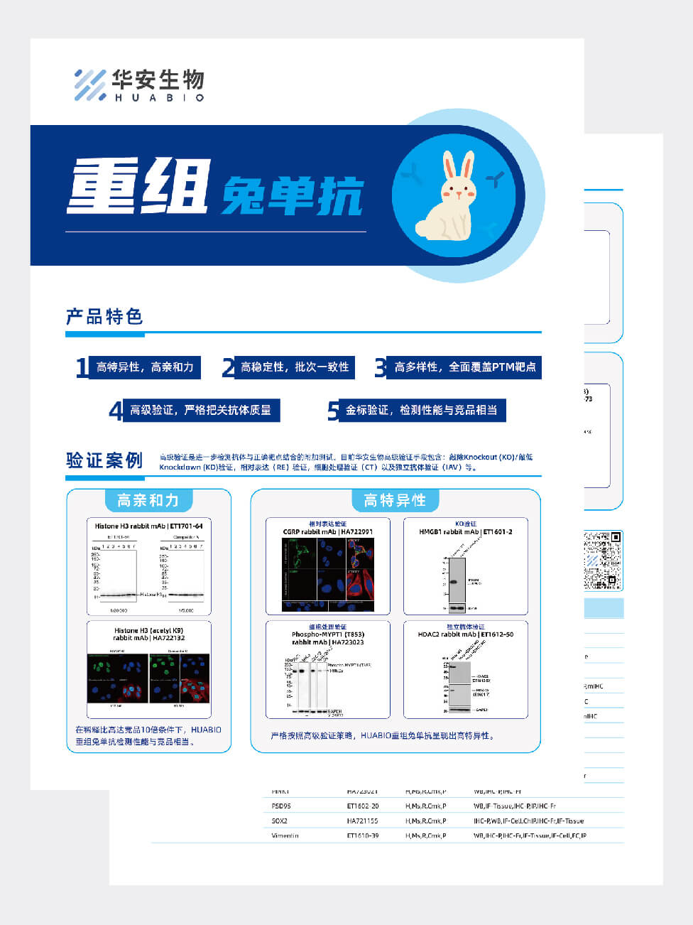 重组兔单抗