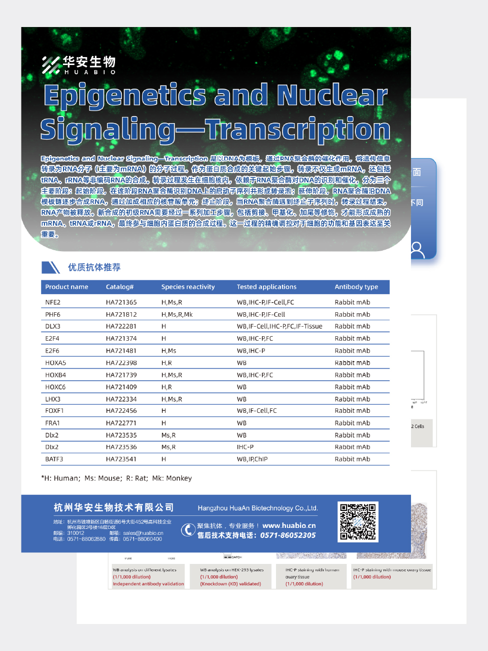 Epigenetics and Nuclear Signaling-Transcription相关抗体