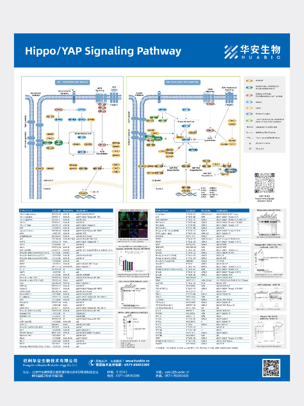 Hippo/YAP Signaling Pathway