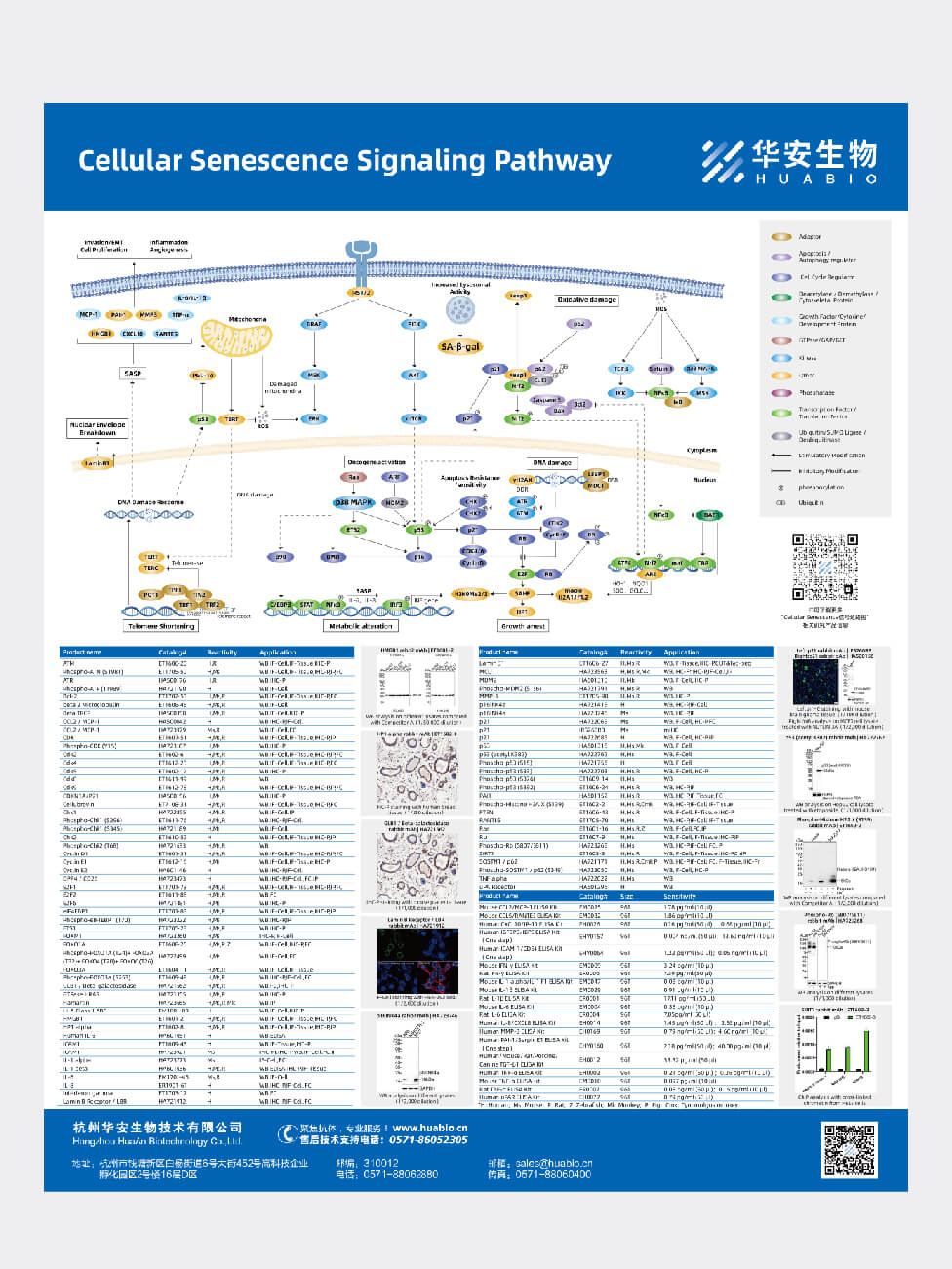 Cellular Senescence Signaling Pathway