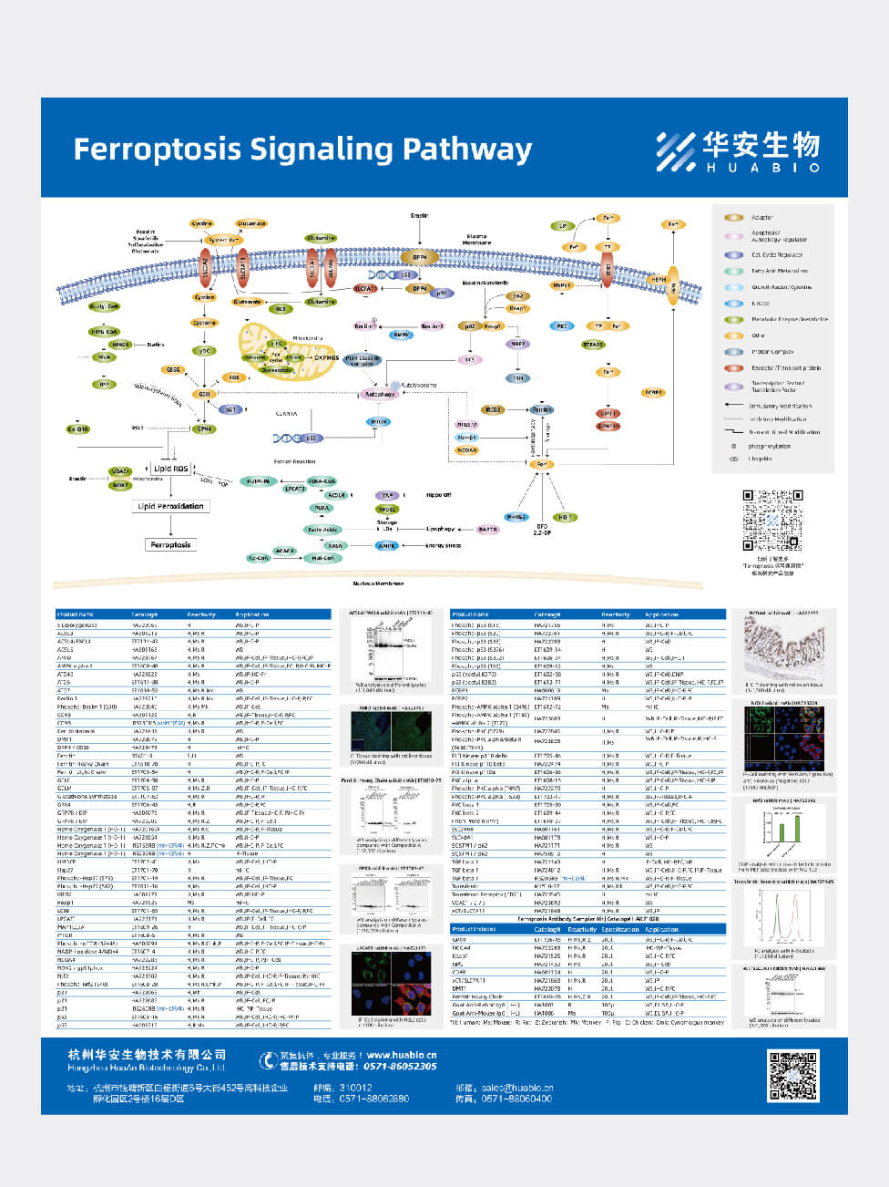 Ferroptosis Signaling Pathway