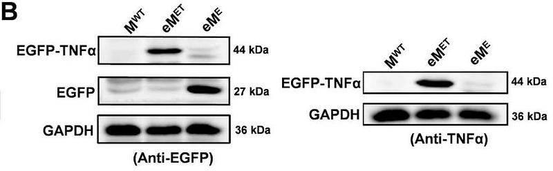 32360931 HA722022.jpg