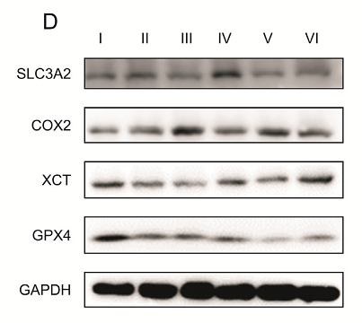 36816538 ET1610-23.png