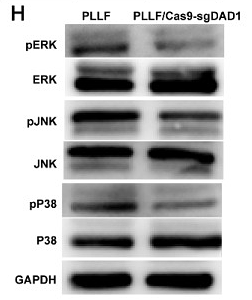 38164146 ET1609-42.tif